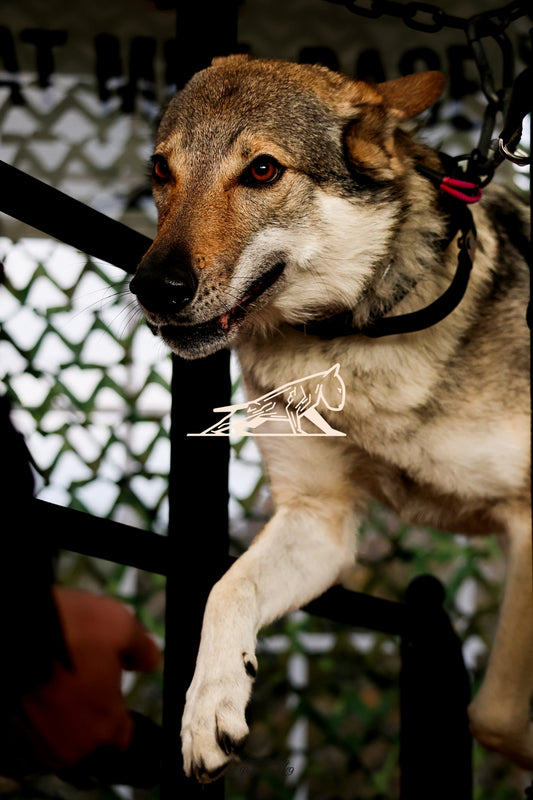 Topline's Ultra Games - Image 104