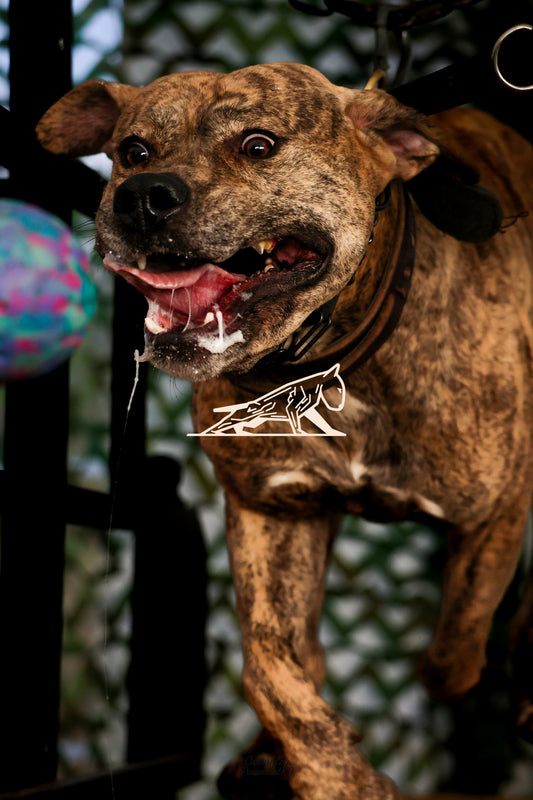 Topline's Ultra Games - Image 109