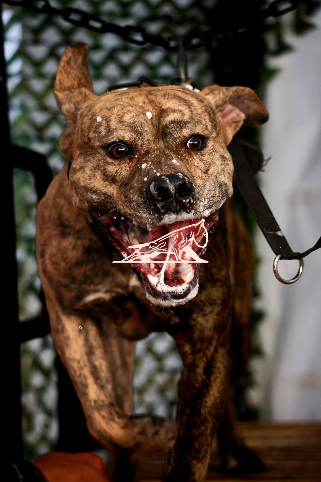 Topline's Ultra Games - Image 110