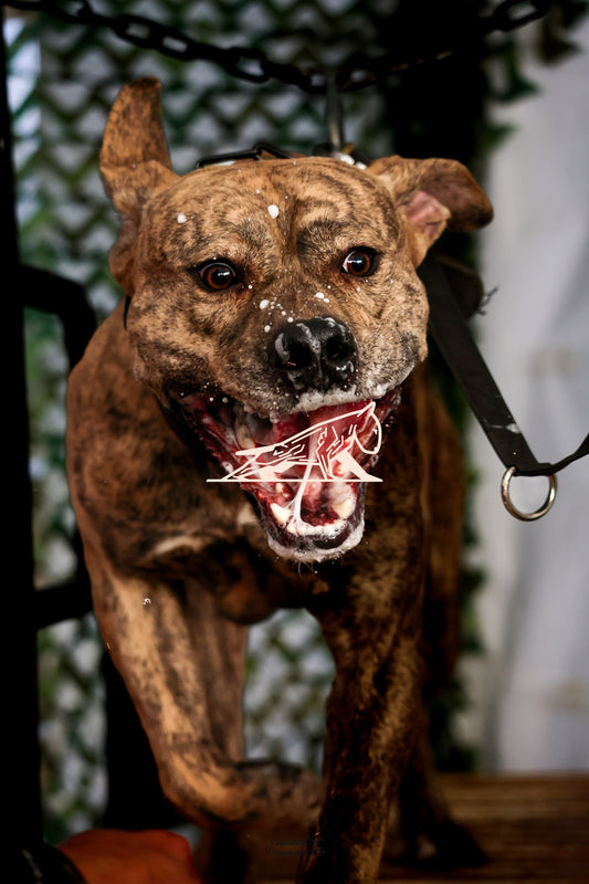 Topline's Ultra Games - Image 110