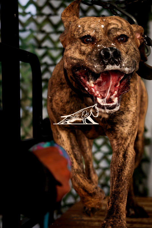 Topline's Ultra Games - Image 111