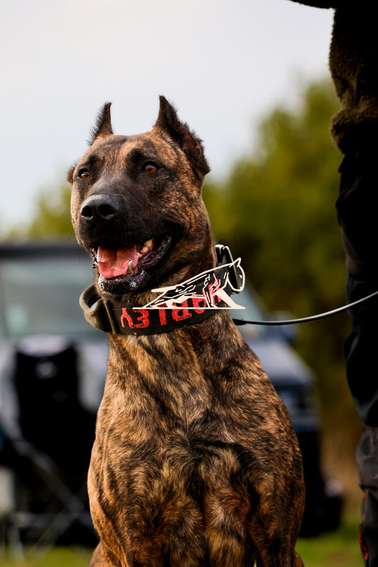 Topline's Ultra Games - Image 113