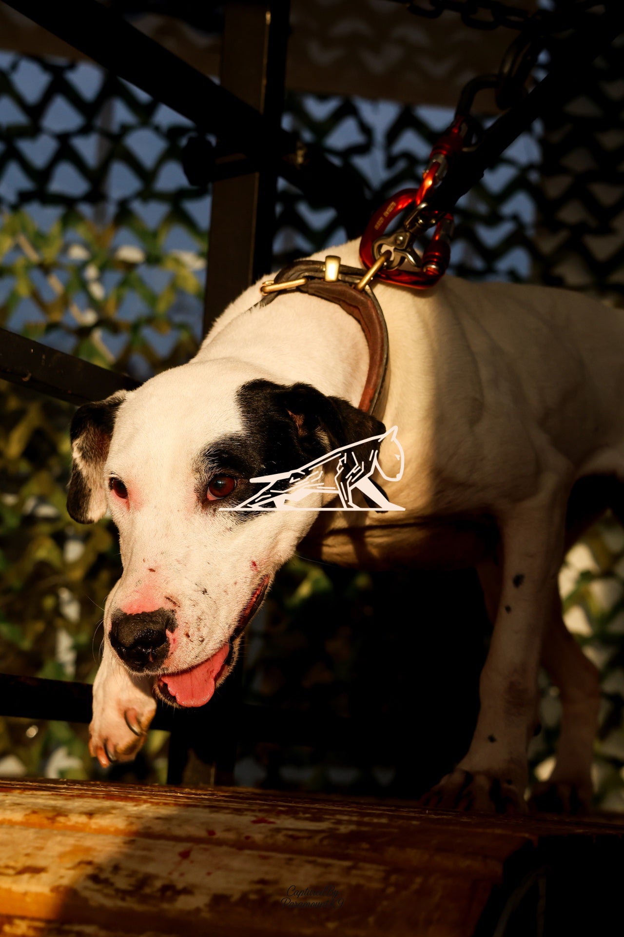 Topline's Ultra Games - Image 116