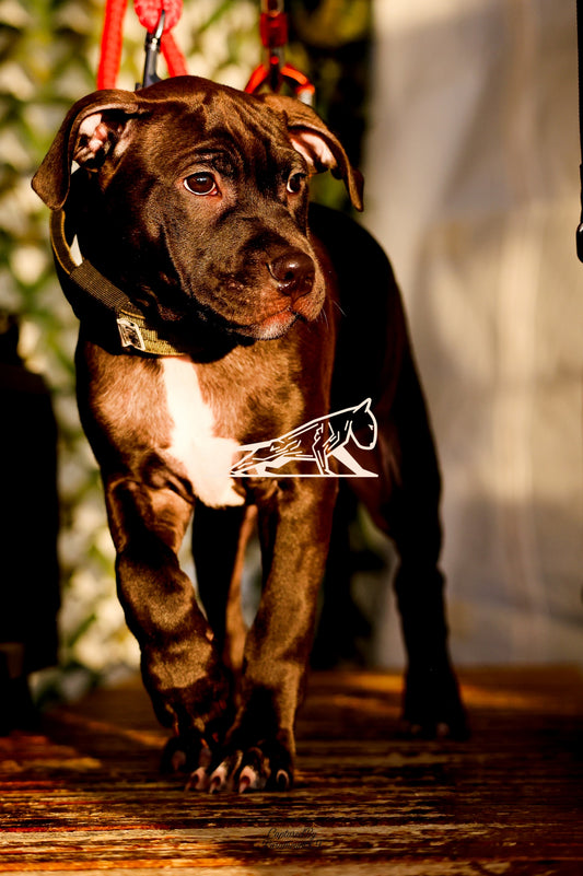 Topline's Ultra Games - Image 117