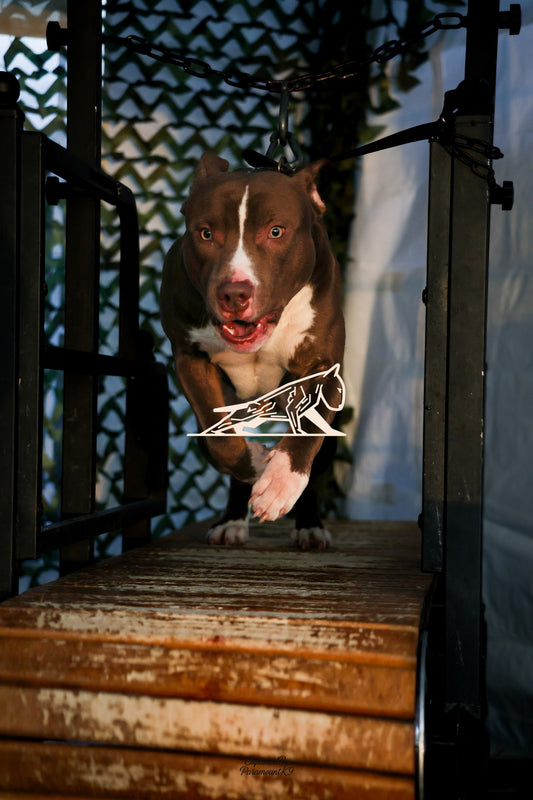 Topline's Ultra Games - Image 119