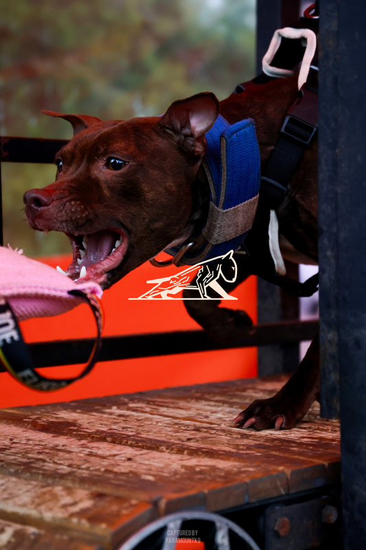 Top Line Canine Summer Opener - Image 003