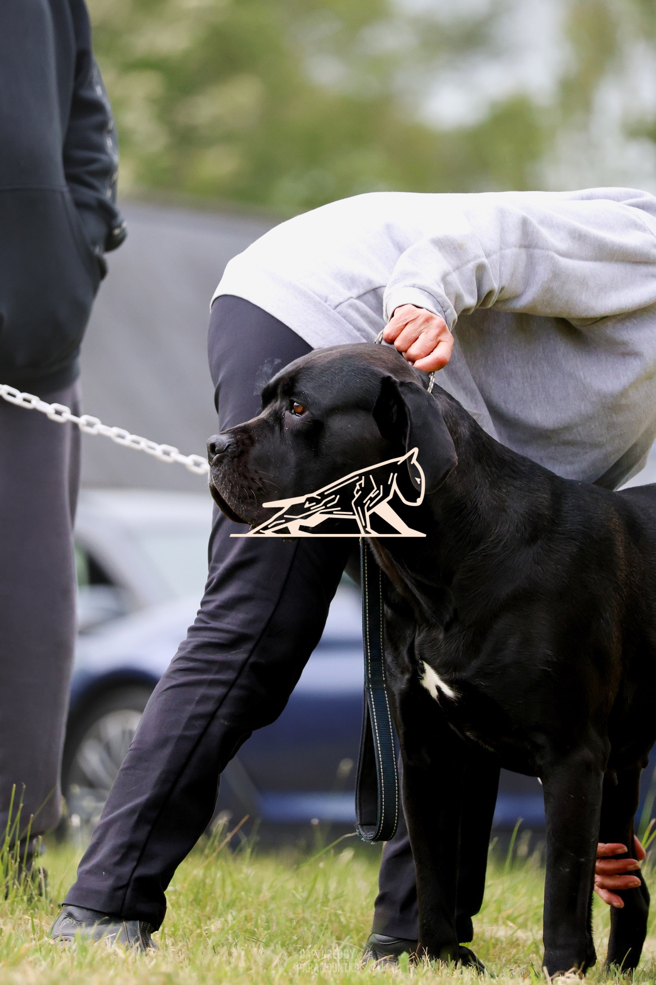 Top Line Canine Summer Opener - Image 020