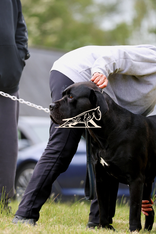 Top Line Canine Summer Opener - Image 020