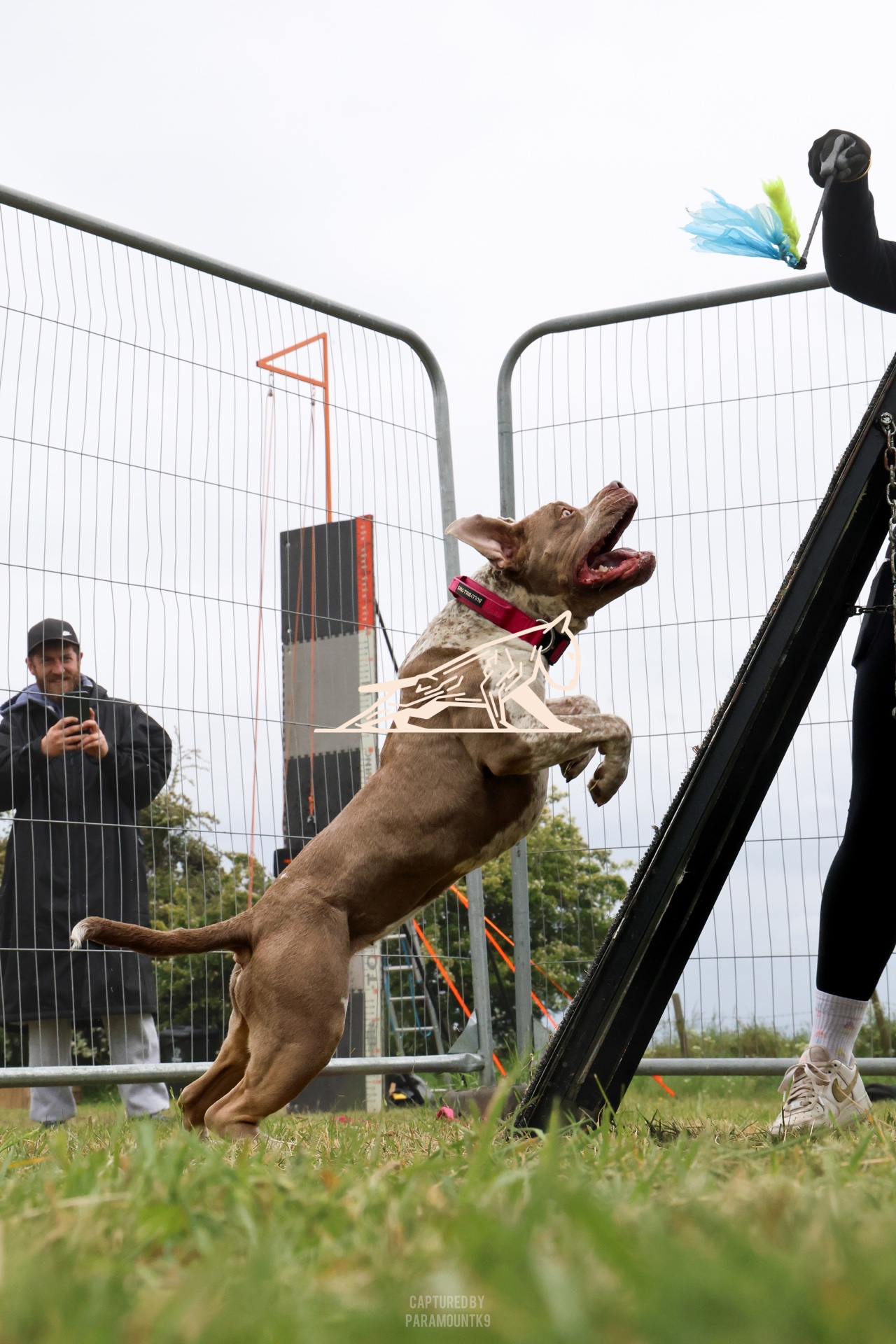 Top Line Canine Summer Opener - Image 031