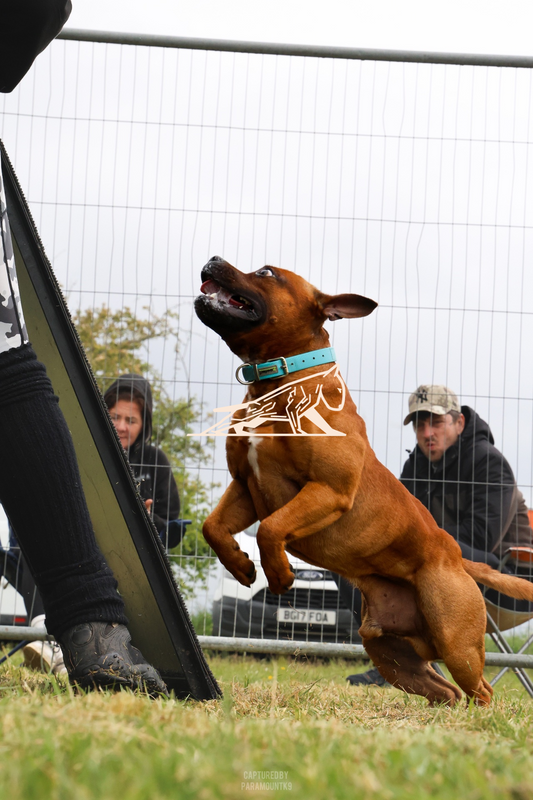 Top Line Canine Summer Opener - Image 035