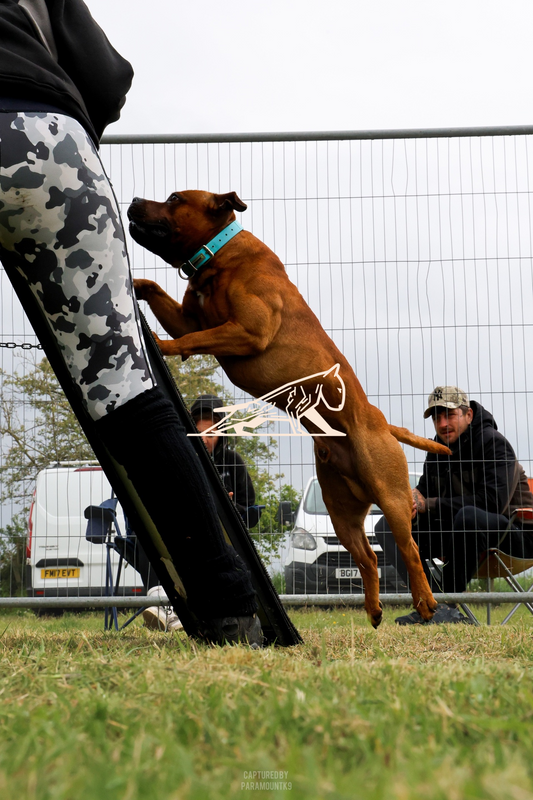 Top Line Canine Summer Opener - Image 036