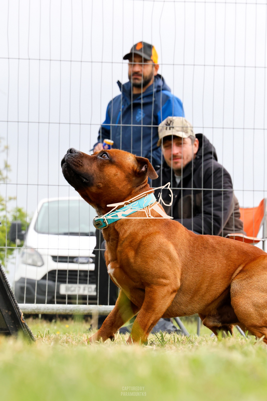 Top Line Canine Summer Opener - Image 041