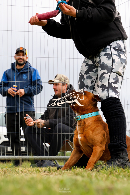 Top Line Canine Summer Opener - Image 042