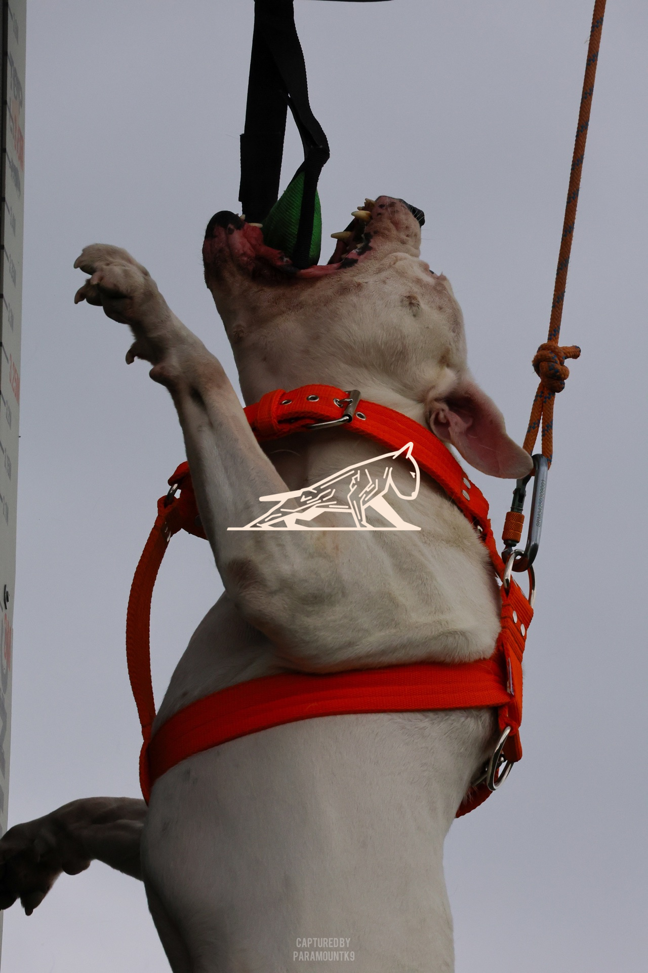 Top Line Canine Summer Opener - Image 044