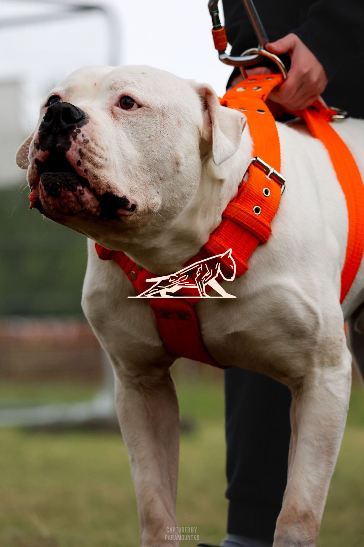 Top Line Canine Summer Opener - Image 048