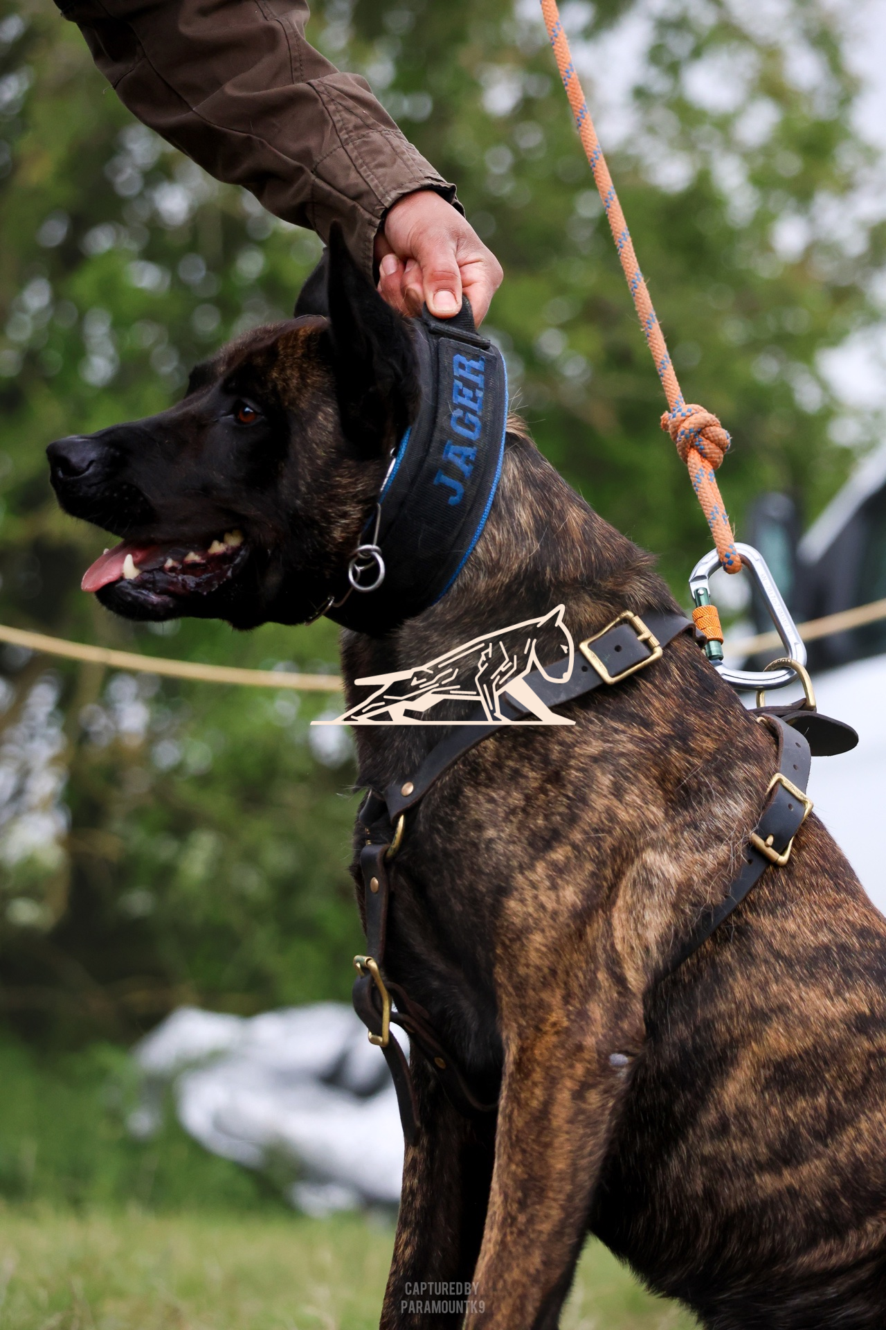 Top Line Canine Summer Opener - Image 051