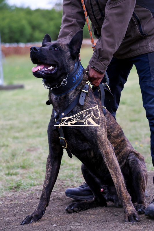 Top Line Canine Summer Opener - Image 052