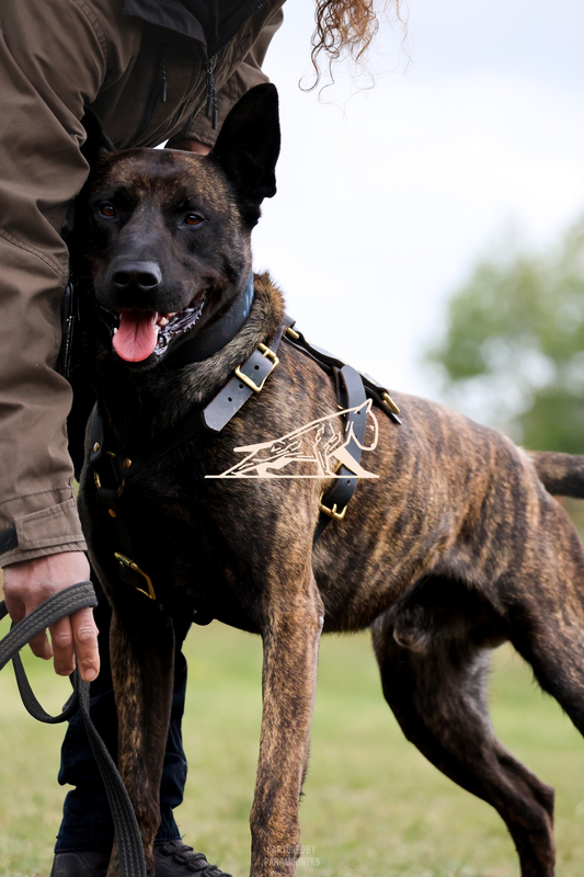 Top Line Canine Summer Opener - Image 055