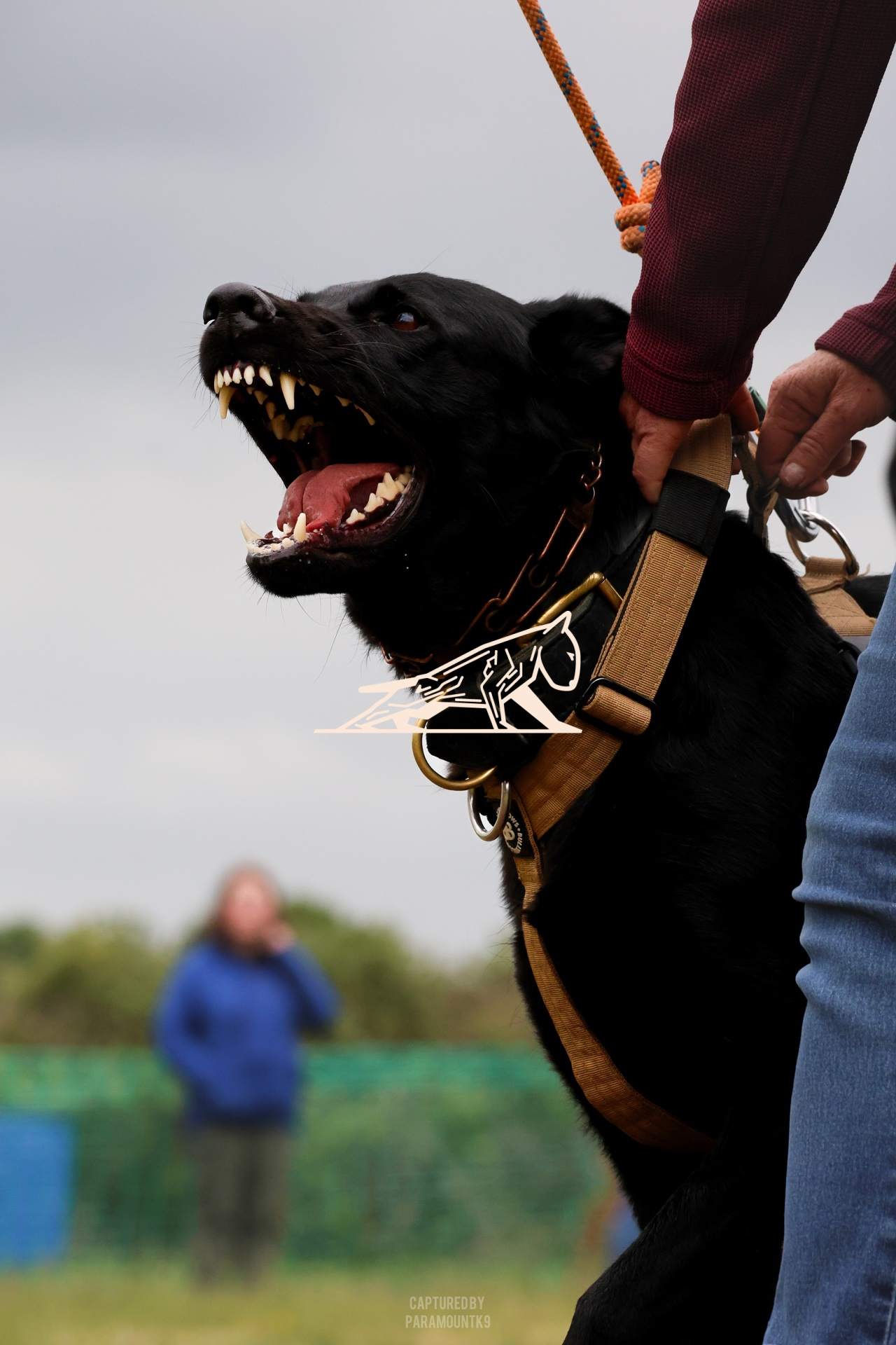 Top Line Canine Summer Opener - Image 057