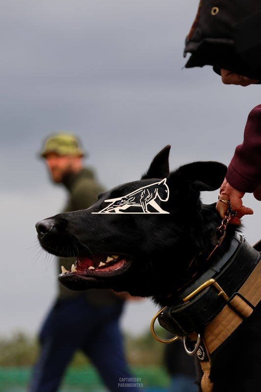Top Line Canine Summer Opener - Image 058