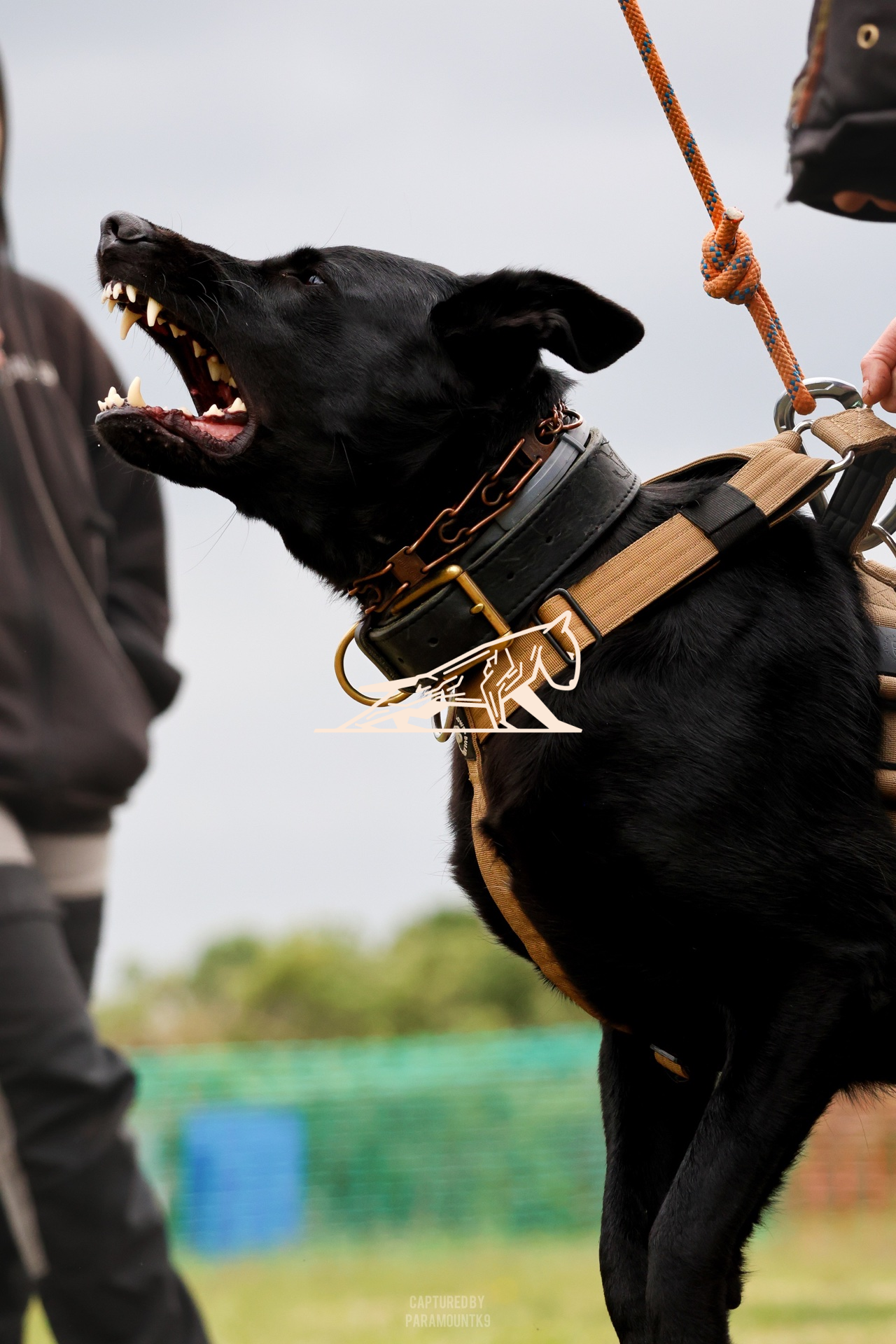 Top Line Canine Summer Opener - Image 059