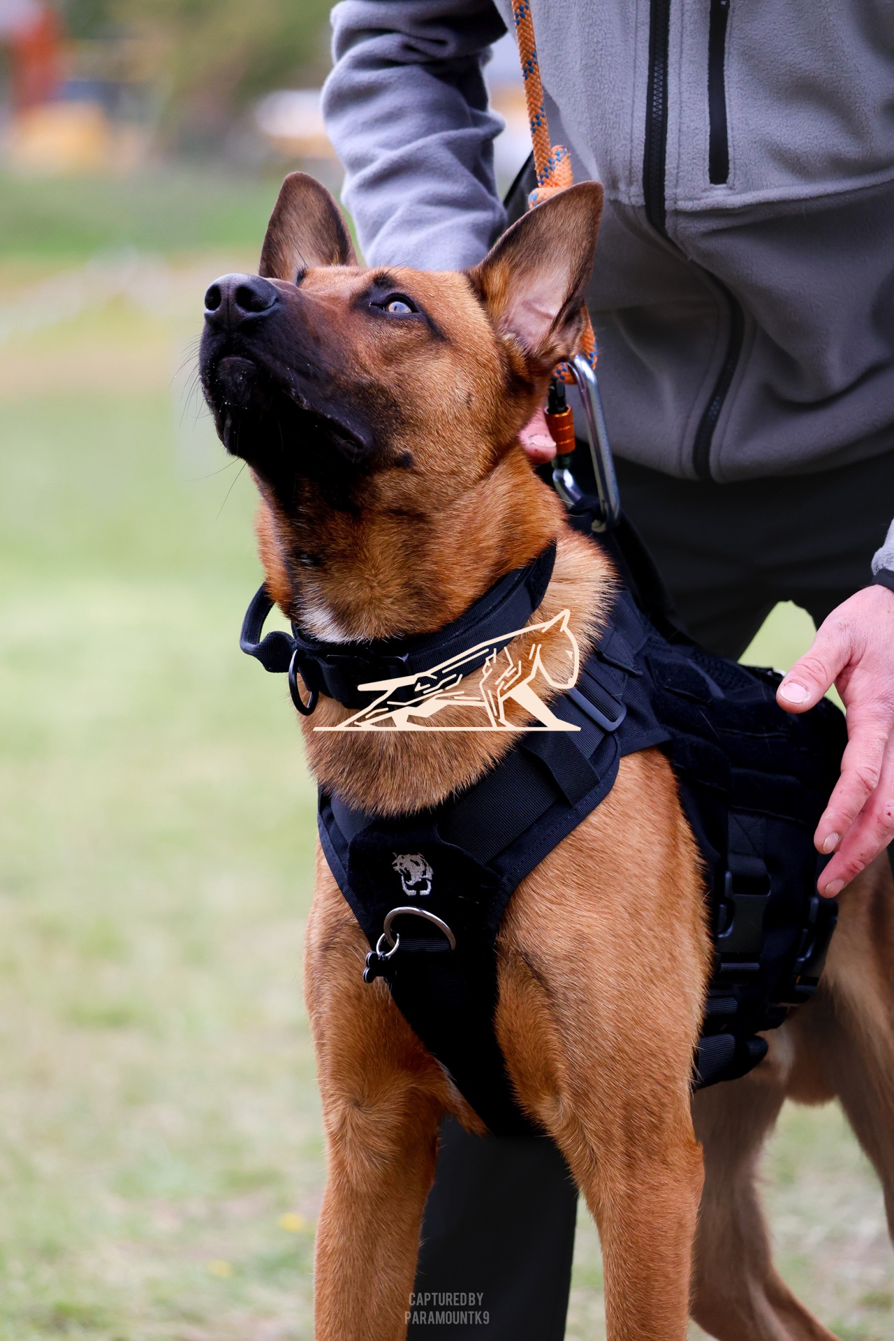 Top Line Canine Summer Opener - Image 061