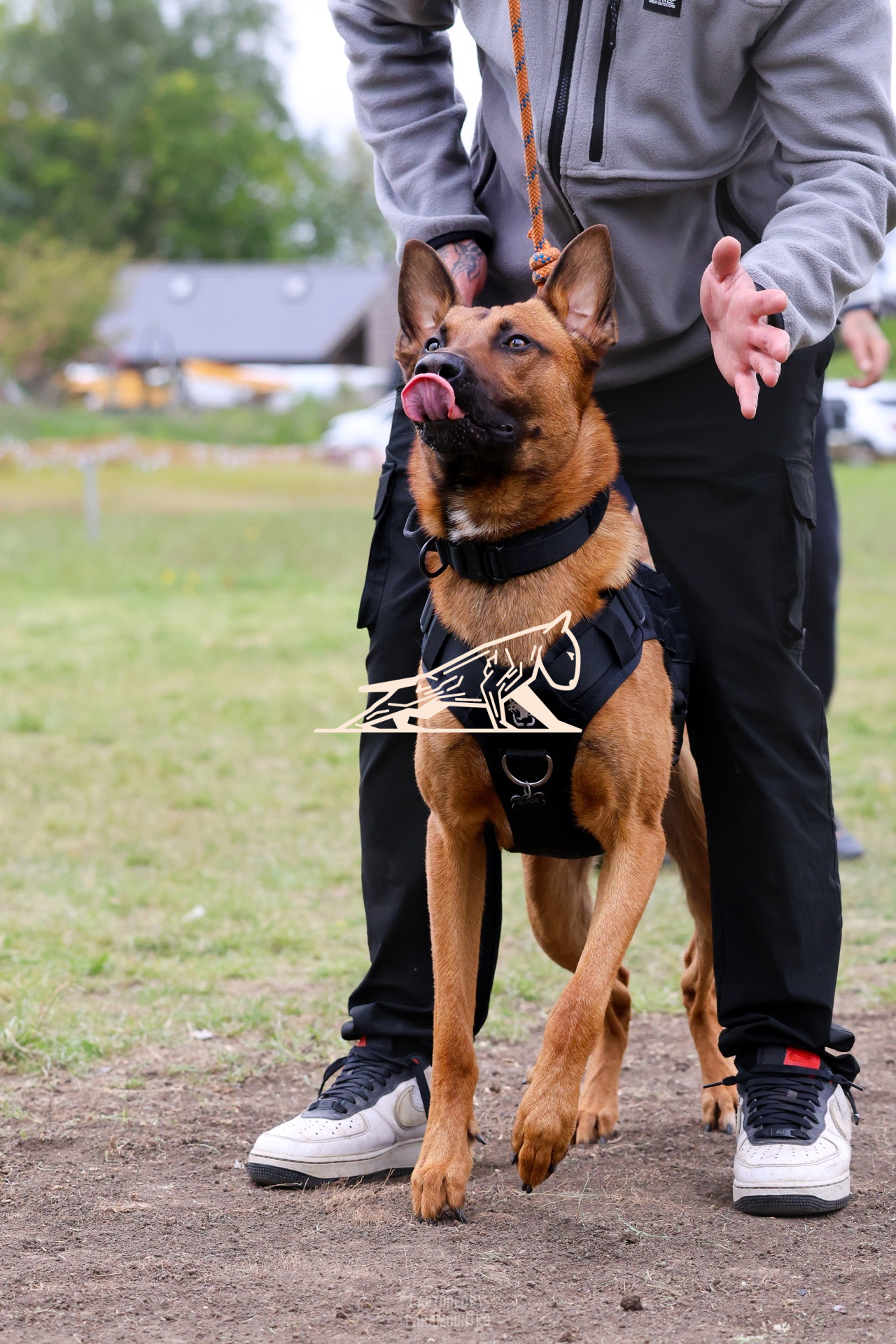 Top Line Canine Summer Opener - Image 064
