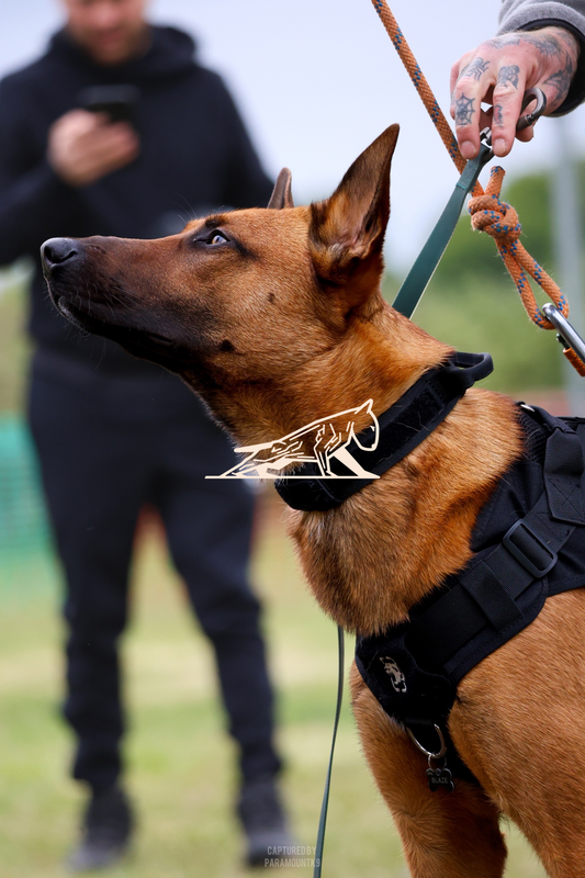 Top Line Canine Summer Opener - Image 065