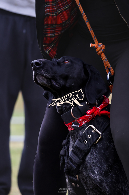 Top Line Canine Summer Opener - Image 067