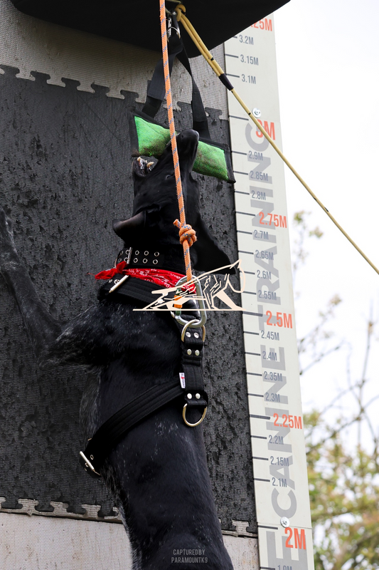 Top Line Canine Summer Opener - Image 070