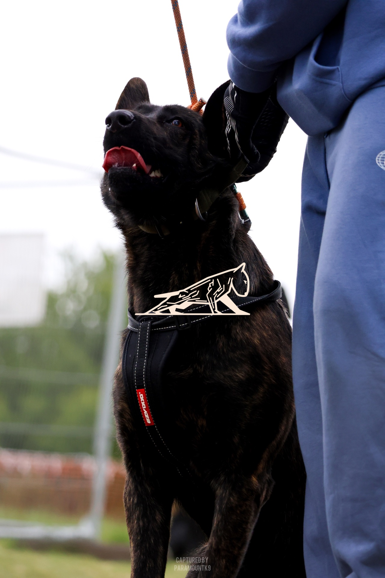 Top Line Canine Summer Opener - Image 072