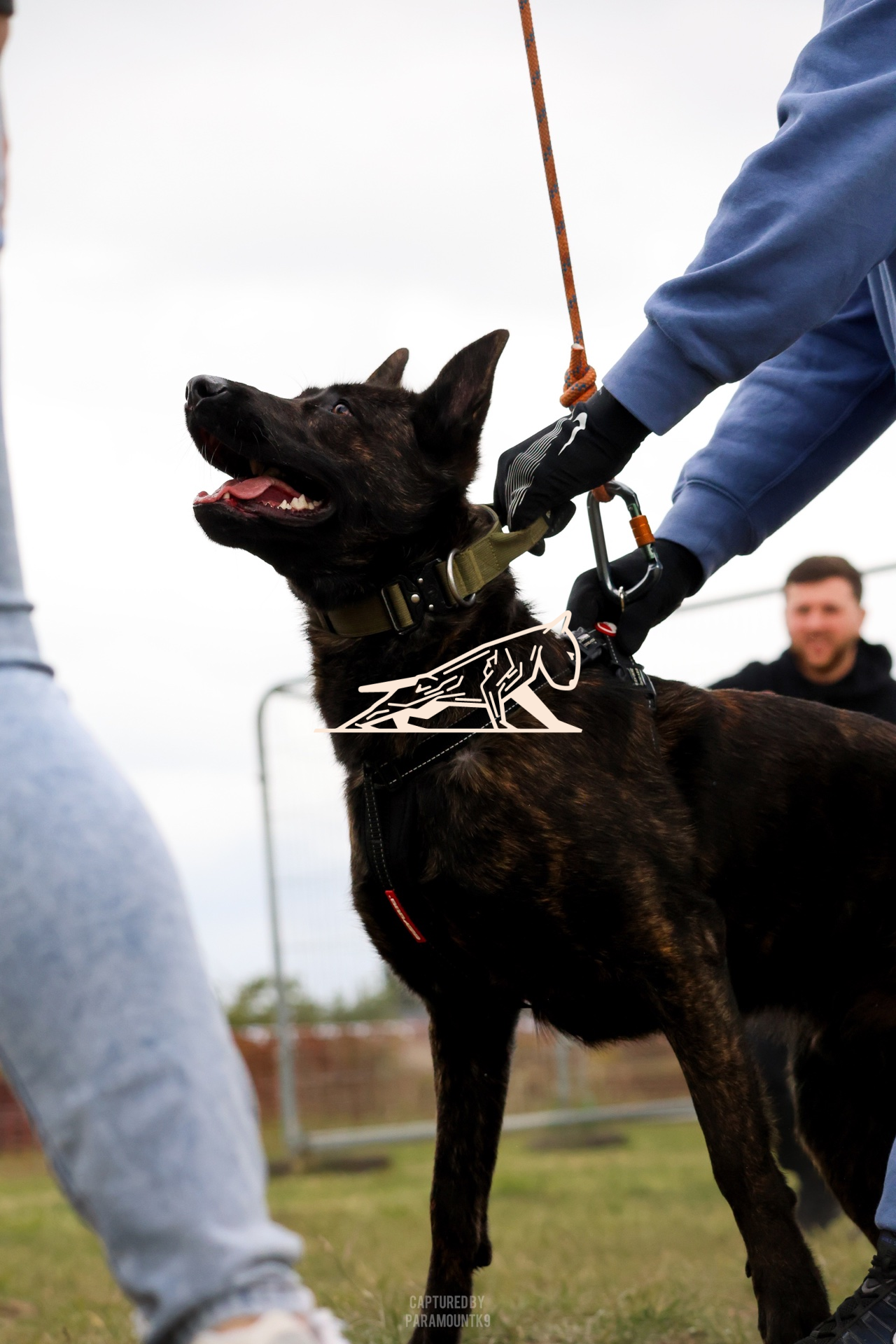 Top Line Canine Summer Opener - Image 073