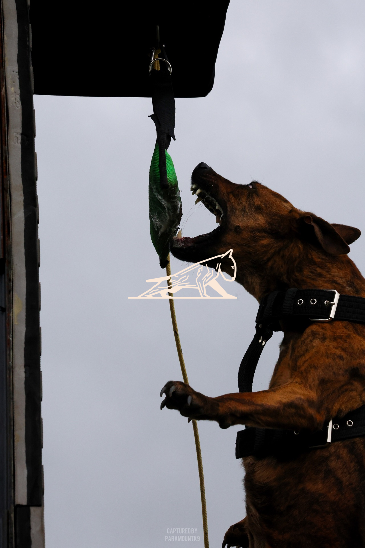 Top Line Canine Summer Opener - Image 076