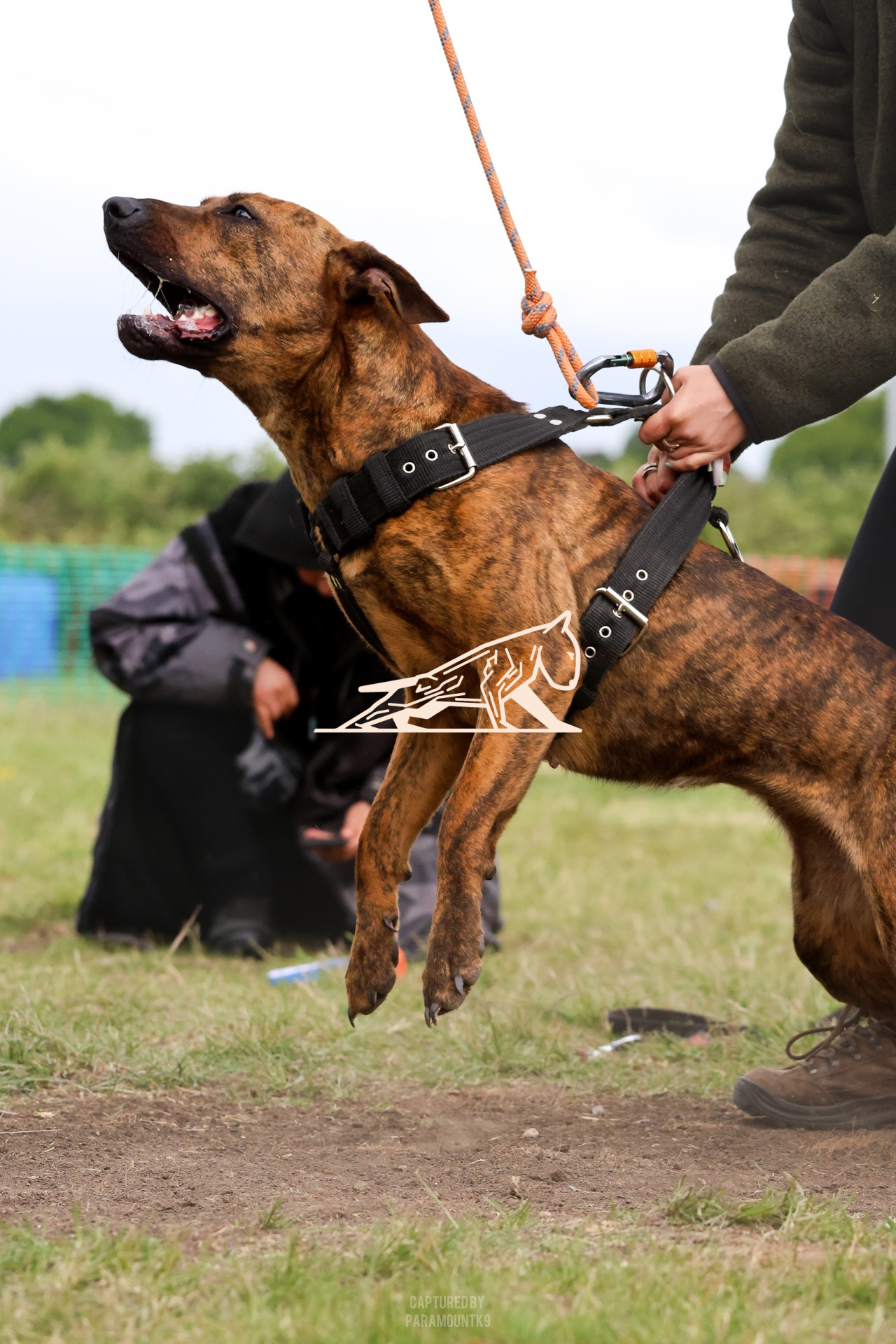 Top Line Canine Summer Opener - Image 078