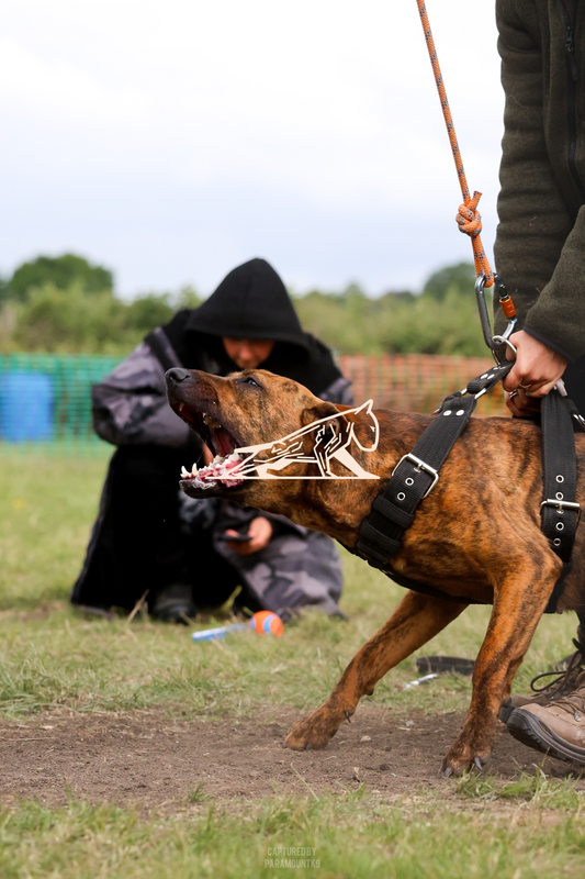 Top Line Canine Summer Opener - Image 079