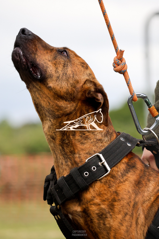 Top Line Canine Summer Opener - Image 080
