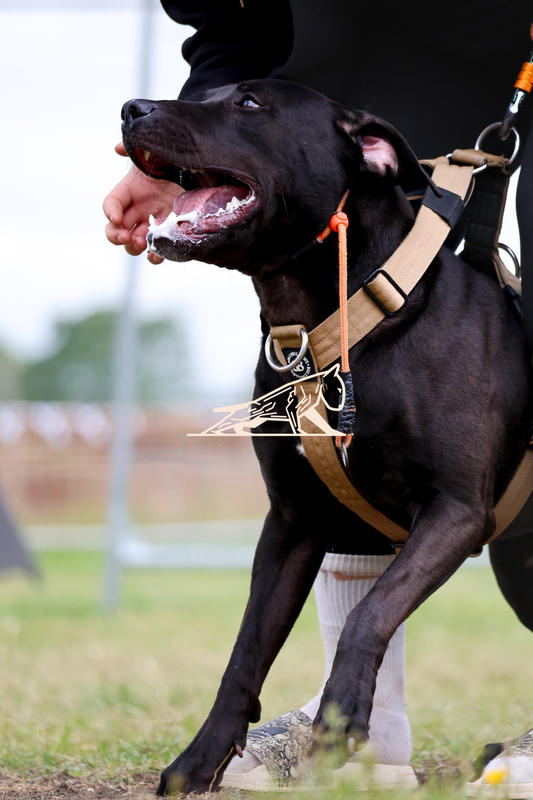Top Line Canine Summer Opener - Image 081