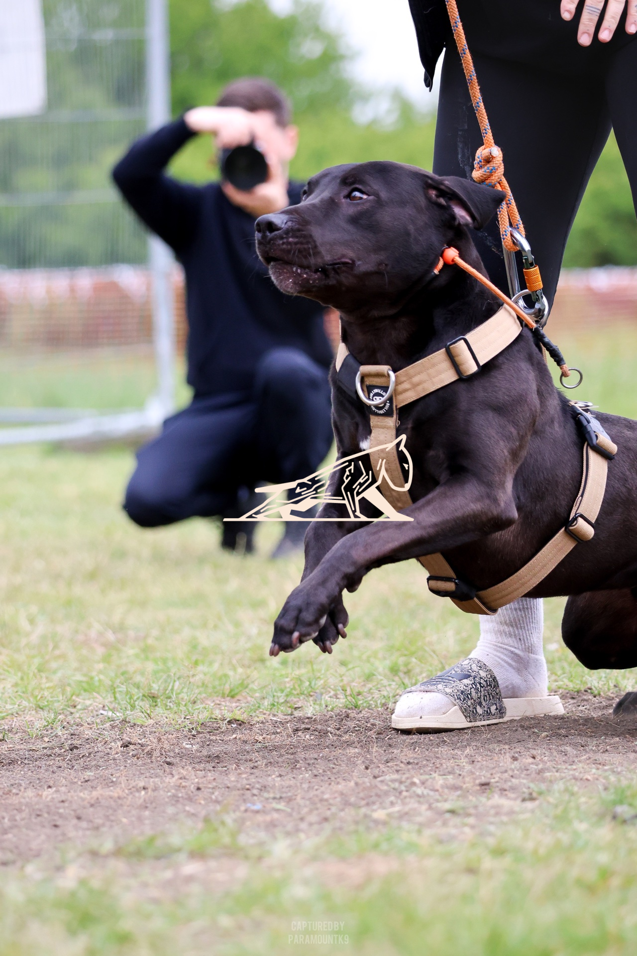 Top Line Canine Summer Opener - Image 082
