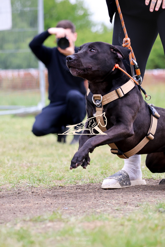 Top Line Canine Summer Opener - Image 082