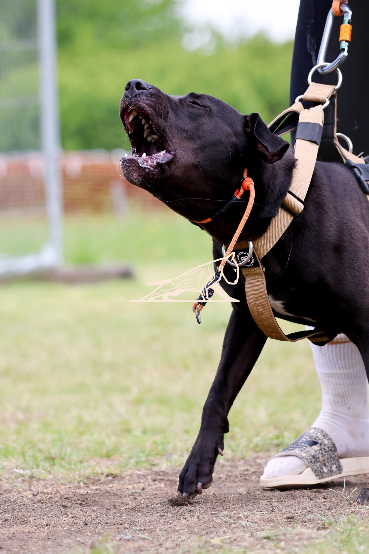 Top Line Canine Summer Opener - Image 084