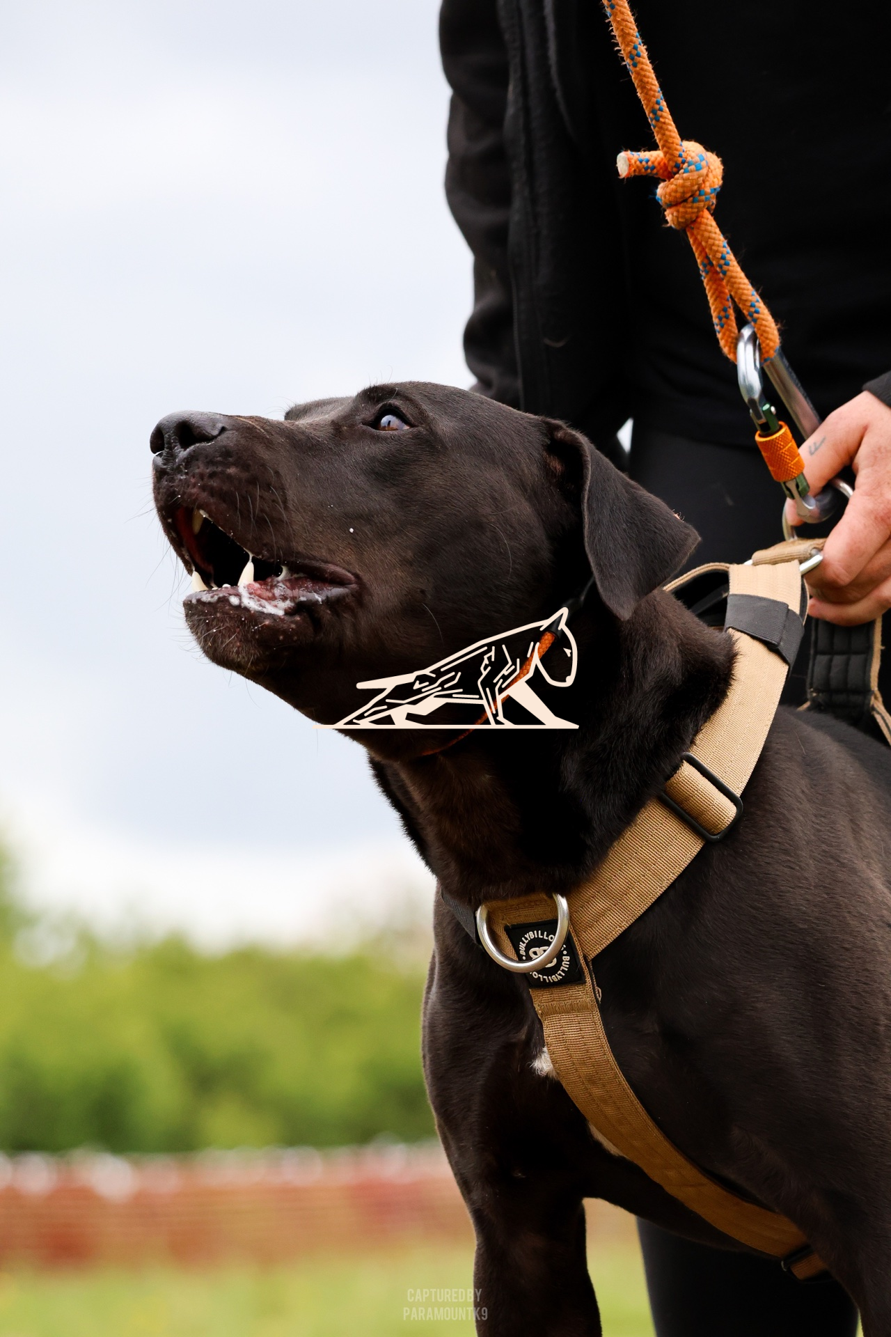 Top Line Canine Summer Opener - Image 088