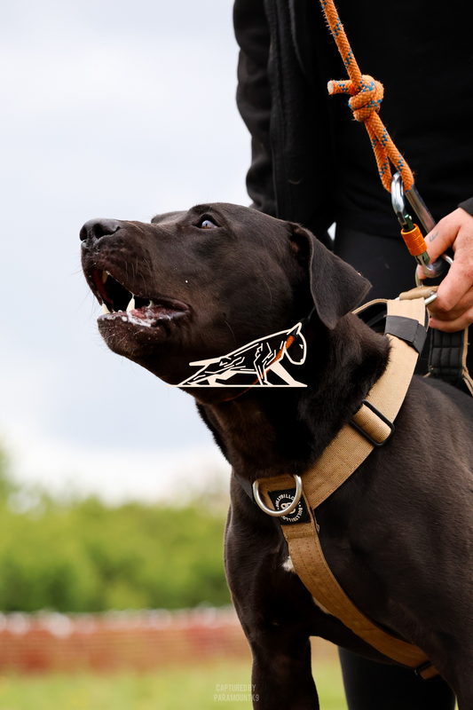 Top Line Canine Summer Opener - Image 088