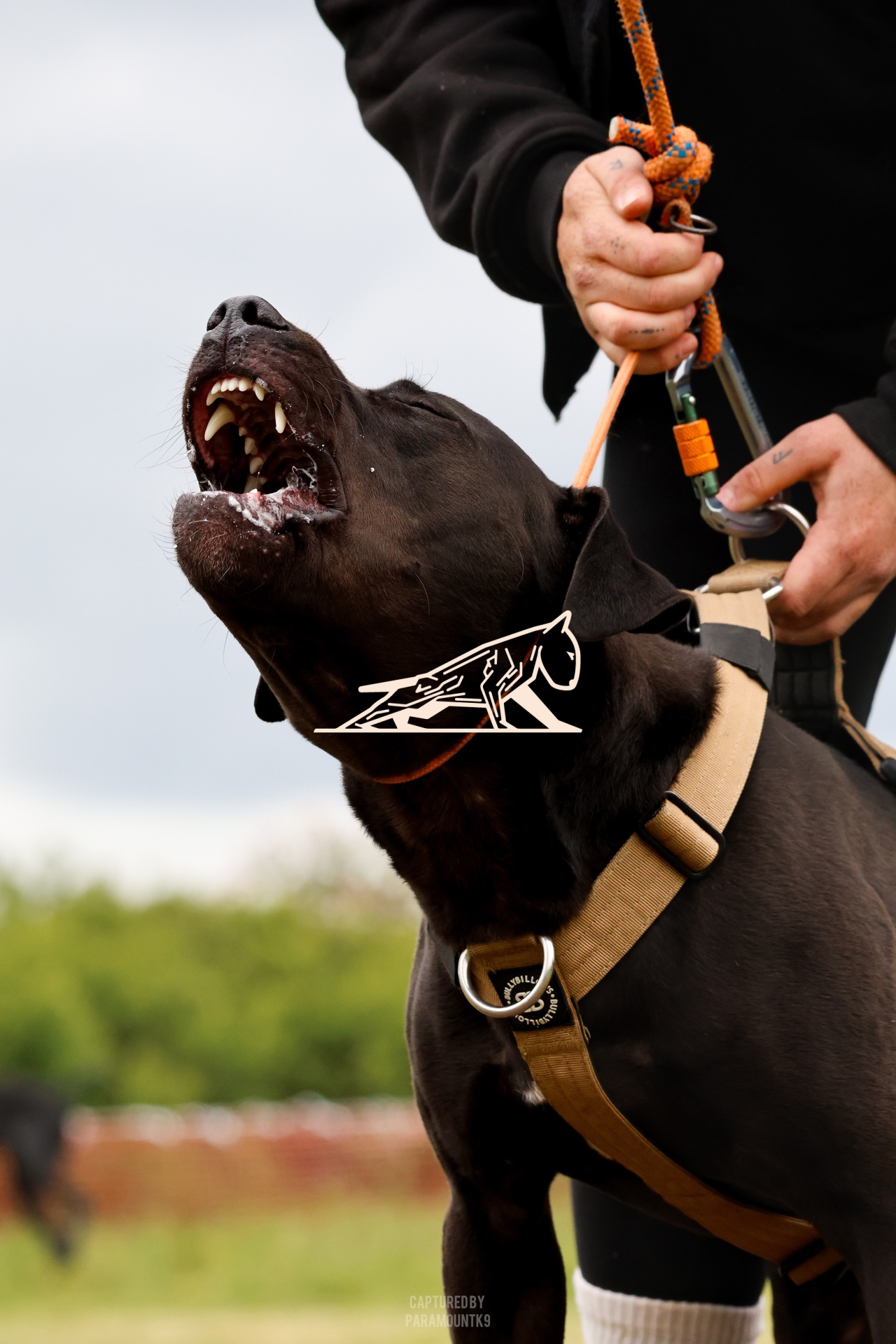 Top Line Canine Summer Opener - Image 089