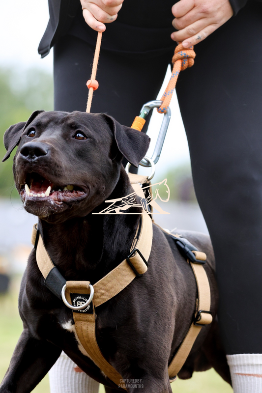 Top Line Canine Summer Opener - Image 091