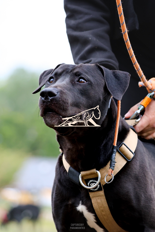 Top Line Canine Summer Opener - Image 092