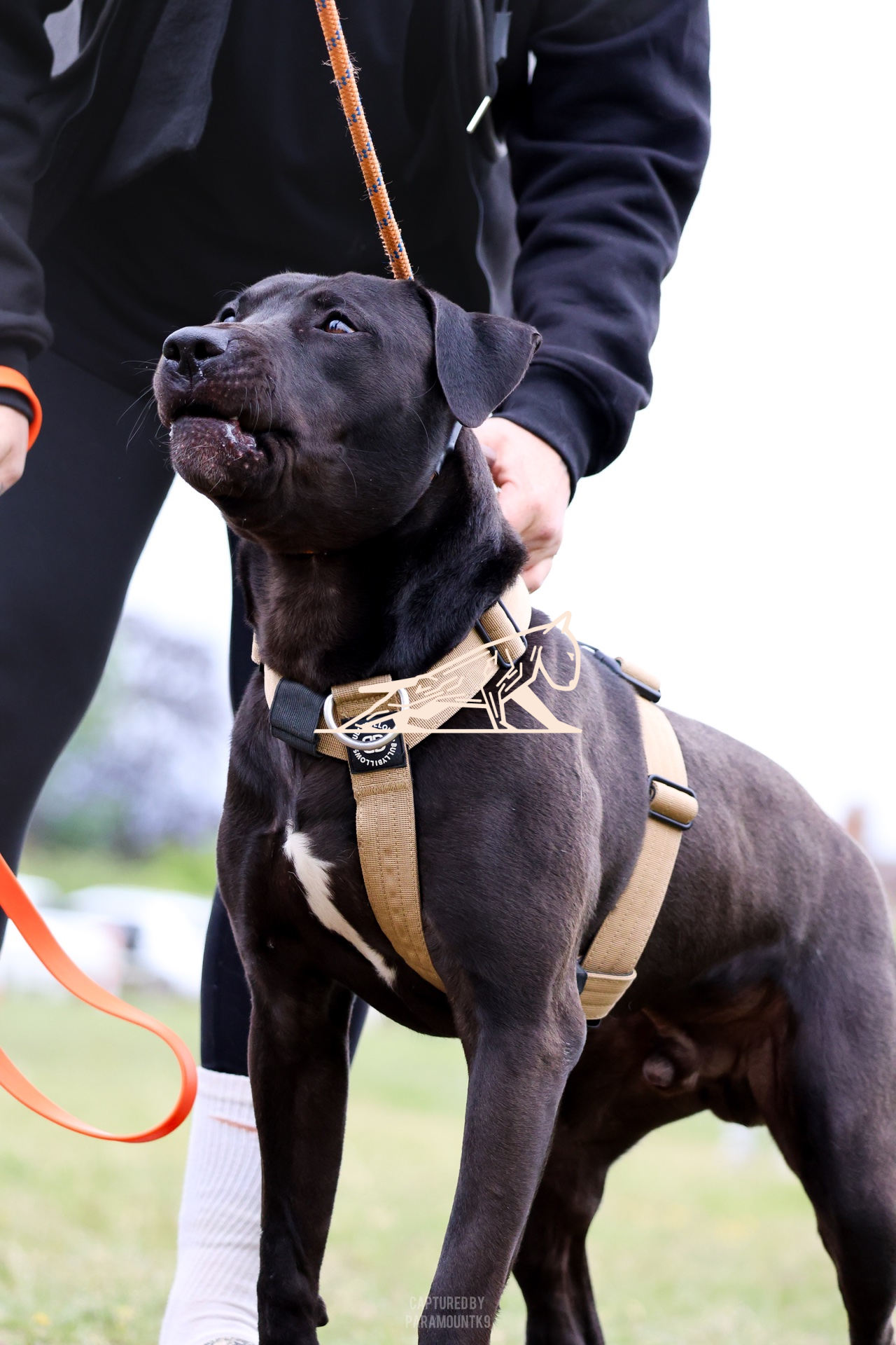 Top Line Canine Summer Opener - Image 093