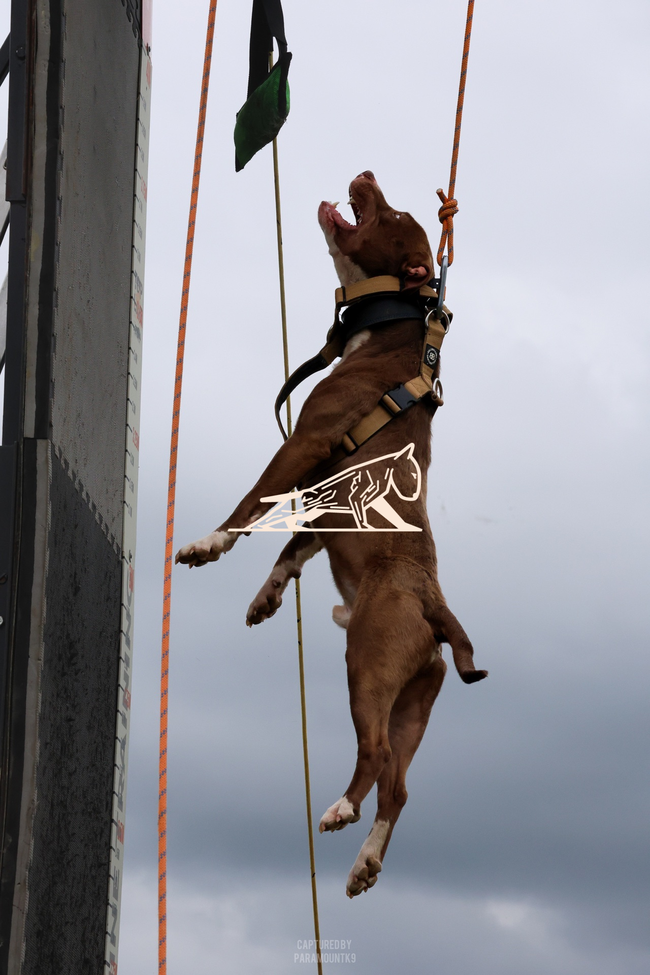 Top Line Canine Summer Opener - Image 094