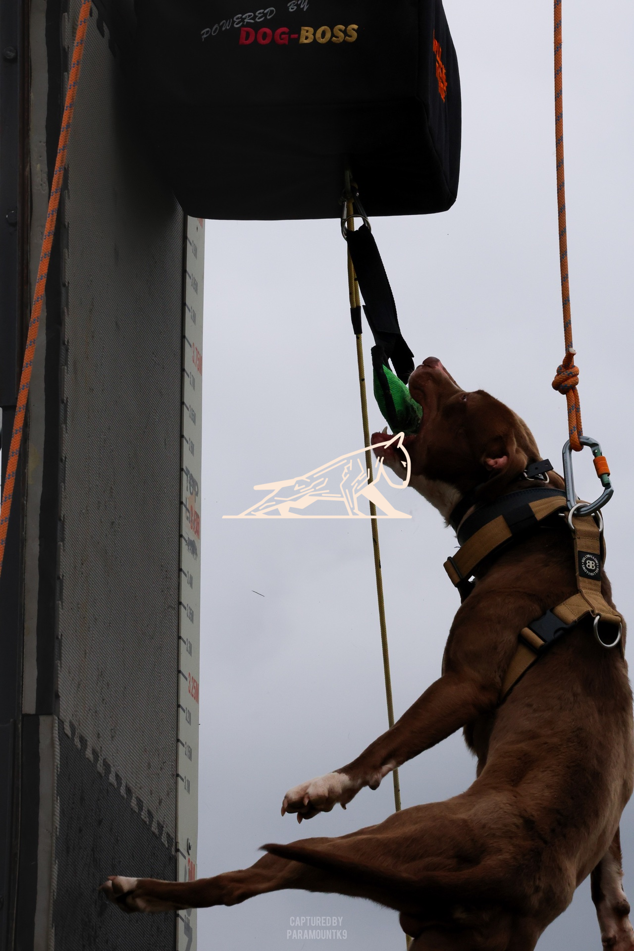 Top Line Canine Summer Opener - Image 095