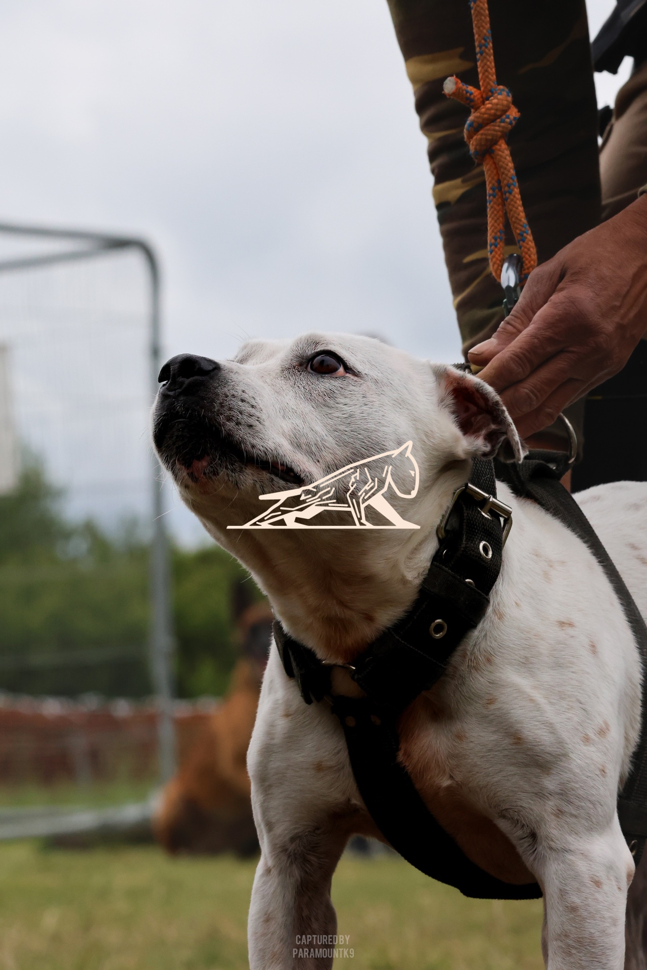 Top Line Canine Summer Opener - Image 101