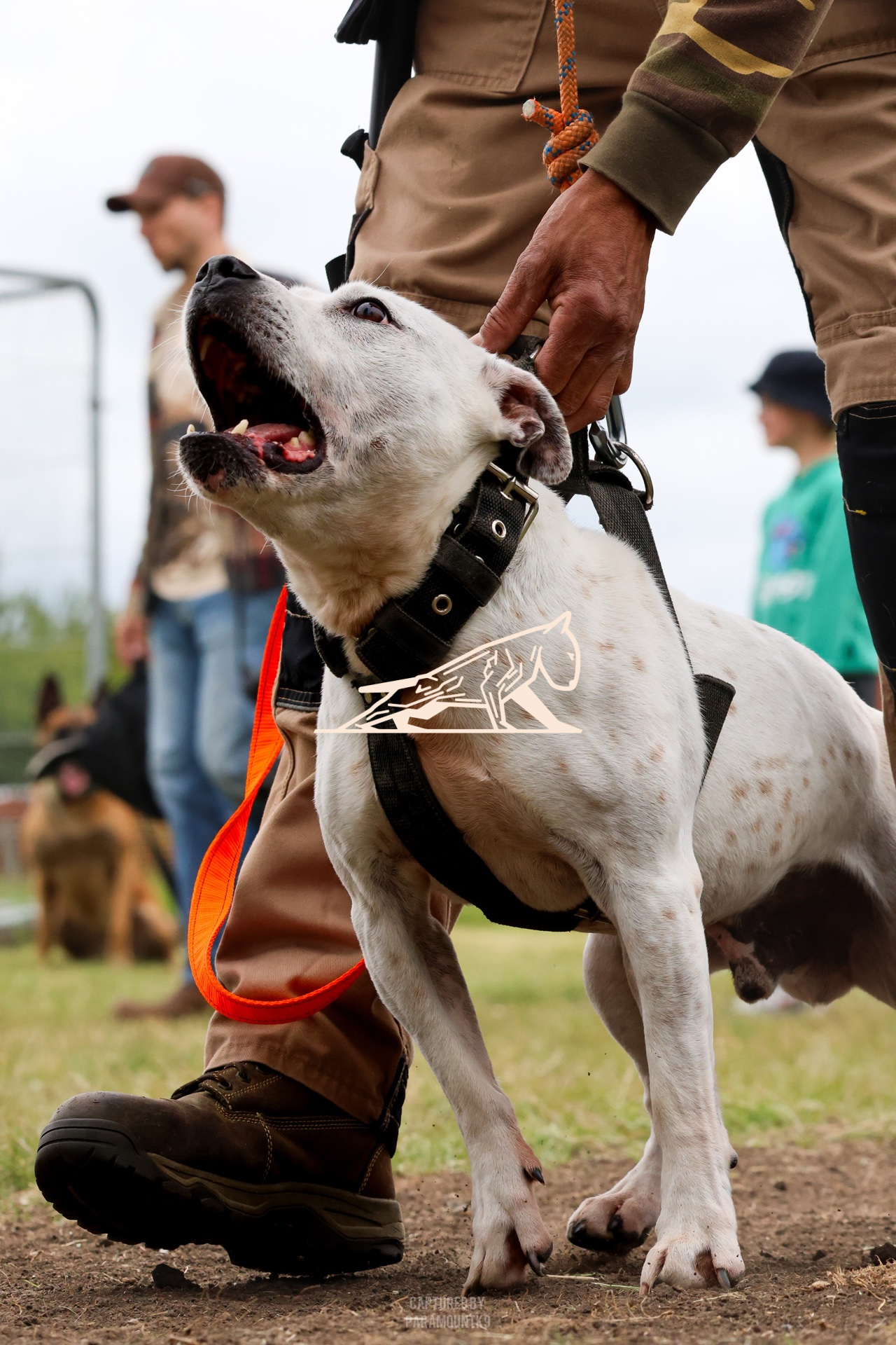 Top Line Canine Summer Opener - Image 102